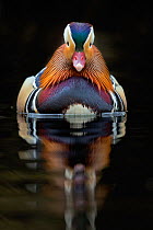 Mandarin Duck (Aix galericulata) male on lake, UK, April.