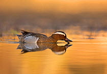 Garganey Duck (Anas querquedula) male swimming and drinking, UK