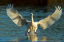 Whooper Swan (Cygnus cygnus) landing, Slimbridge Wildlife and Wetland Trust Reserve, UK, January.