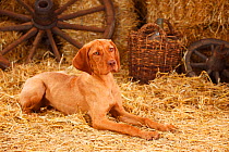 Hungarian Wirehaired Vizsla, bitch aged 7 months resting in straw.