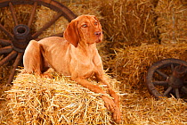 Hungarian Wirehaired Vizsla, bitch aged 7 months resting in straw.