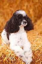 Toy Poodle (harlequin colouration) bitch sitting on straw bale