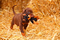 Dobermann Pinscher, puppy aged 5 weeks with Alsatian toy.
