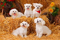 Group of five Maltese dogs sitting on straw bales.