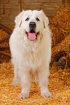 Pyrenean Moutain Dog, male dog aged 9 years.