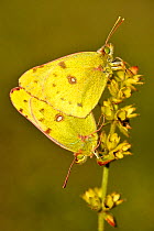 Berger's Clouded Yellow Butterfly (Colias alfacariensis) pair mating, Ottange, Lorraine, France, October.