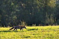 Red fox (Vulpes vulpes) walking in grass in late evening light, Lorraine, France. September.