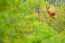 Female Roe Deer (Capreolus capreolus) in forest, France. August.