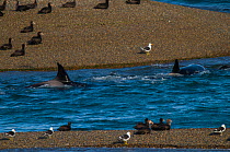 Orca (Orcinus orca) hunting elephant seals, Caleta Valdez, Provincial Reserve, Peninsula Valdez, Chubut, Patagonia Argentina