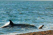 Orca (Orcinus orca) hunting sea lion pups, Peninsula Valdez, Patagonia Argentina