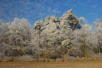 Mixed forest with hoar frost, Neubrandenburg, Germany, December 2007.