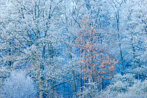 Mixed forest with hoar frost, Neubrandenburg, Germany, December.
