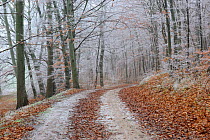 Track through mixed forest with hoar frost, Neubrandenburg, Germany, December 2007.