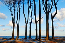 Coastal European beech (Fagus sylvatica) trees in winter, Gespensterwald, Nienhagen, Germany, January.