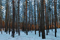 Scots pine (Pinus sylvestris) trunks in snow, Muritz-National Park, Germany, January.