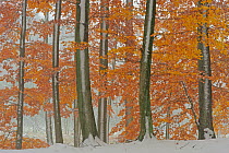 European beech (Fagus sylvatica) trees with last leaves in autumn and first snow on the ground. Serrahn, Muritz-National Park, World Natural Heritage site, Germany, November.