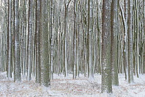 English oak (Quercus robur) trees with snow on trunks, Gespensterwald / Ghost wood, Nienhagen, Germany, January.