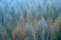 European larch (Larix decidua) and Silver birch (Betula pendula) trees in snow, Neubrandenburg, Germany, January.