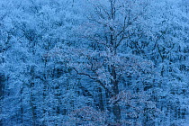 Mixed forest with hoar frost, Neubrandenburg, Germany, January.