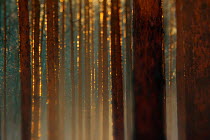 Scots pine (Pinus sylvestris) trees in evening sunlight, Potsdam, Germany, January.