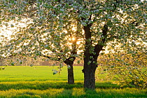 Cherry trees (Prunus sp) on the edge of an open field, Barnim Nature Park, Germany, May.