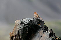 Plain Mountain finch (Leucosticte nemoricola) juvenile on rocks, Altai Mountains, Chuysky Range, Siberia, Russia, August.