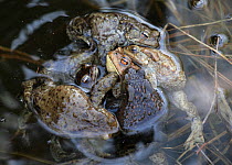 Common Toad (Bufo bufo) mating ball, Altai Mountains, Russia, April.