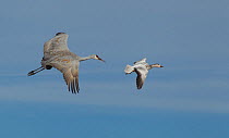 Greater Sandhill Crane (Grus canadensis tabida) flying just behind a blue phase of a Snow Goose or Blue Goose (Chen caerulescens) Bosque del Apache, New Mexico, USA, January.