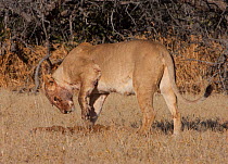 Female African Lion (Panthera leo) burying the offal of a freshly killed Blue Wildebeest before going to cubs, Auob River Valley of the Kgalagadi Transfrontier Park, South Africa, June.