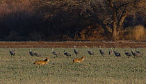 Greater Sandhill Cranes (Grus canadensis tabida) slowly move away from Coyotes (Canis latrans), Bosque del Apache, New Mexico, USA, December.