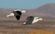 Ross's Goose (Chen rossii) in flight with Snow Goose (Chen caerulescens) Bosque del Apache, New Mexico, USA, January.