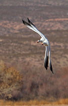 Snow Geese (Chen caerulescens) turning around a corner, Bosque del Apache, New Mexico, USA, January.
