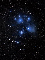 Pleiades or Seven Sisters, Messier Object M45, in the Constellation Taurus. Taken on the night of 8th November 2013 from eastern Colorado, USA. Digitally stacked image.