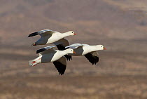Three Ross's Geese (Chen rossii) flying, Bosque del Apache, New Mexico, USA, January.