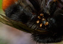 Phoretic mites on Red Tailed Bumblebee (Bombus lapidarius) Sussex, England, UK, August.