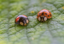 Harlequin ladybirds (Harmonia axyridis) showing two colour forms, Sussex, England, UK, January.