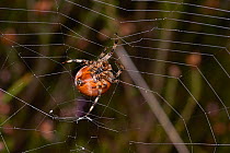 Four spotted orb weaver spider (Araneus quadratus) on web. Sussex, England, UK, October.