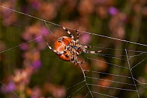 Four spotted orb weaver spider (Araneus quadratus) on web. Sussex, England, UK, October.