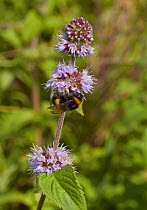 Buff-tailed bumblebee (Bombus terrestris) at water mint. Sussex, England, UK, August.