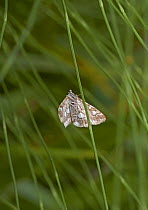 Brown china-mark moth (Elophila nymphaeata) Sussex, England, UK, July.