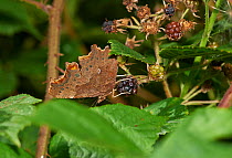 Comma butterfly (Polygonia c-album) feeding from blackberry. Sussex, England, UK, August.