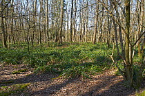 Neglected woodland after many years of Fallow deer (Dama dama) damage resulting in a monoculture of Pendulous Sedge (Carex pendula), Sussex, England, UK, April.