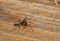 Dysderid Spider (Harpactea hombergi) Sussex, England, UK, June.