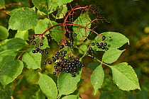 Elderberries (Sambucus nigra) Sussex, England, UK, October.