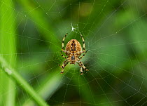Garden spider (Araneus diadematus) showing underside structures. Sussex, England, UK, October.