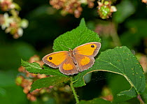 Gatekeeper butterfly (Pyronia tithonus) Sussex, England, UK, August.