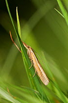 Grass moth (Agriphila tristella) Sussex, England, UK, August.