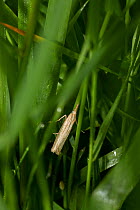 Grass moth (Agriphila tristella) Sussex, England, UK, August.