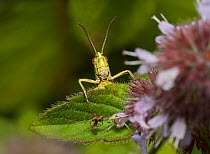 Short horned grasshopper (Acrididae) close up of head,  Sussex, England, UK, August.