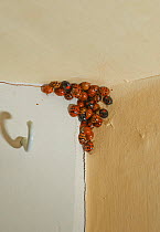 Harlequin ladybirds (Harmonia axyridis) hibernating. Sussex, England, UK, October. An alien species in UK, this beetle makes use of pheromones to attract others to aggregate in large groups when hiber...